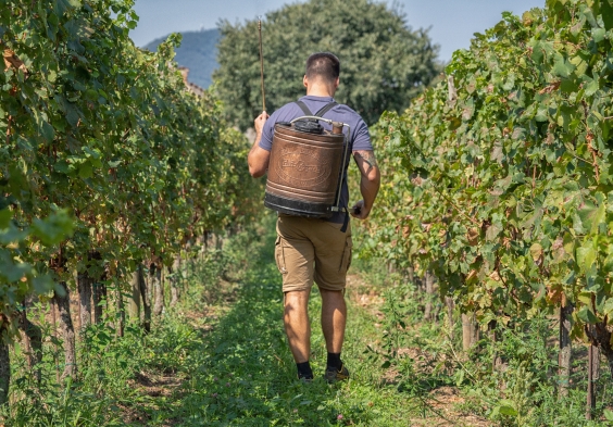 1701 Franciacorta Giulio vigneto 1