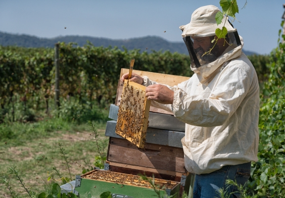 1701 Franciacorta Marco api 1