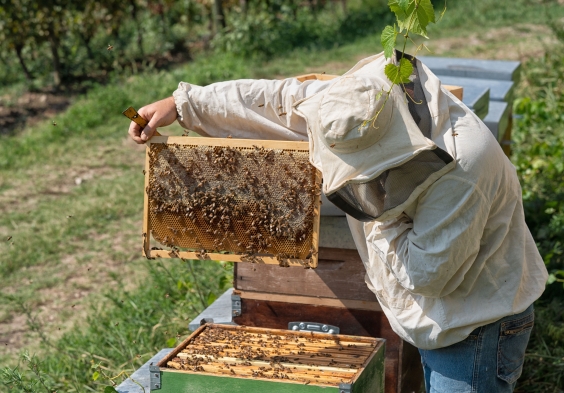 1701 Franciacorta Marco api 2
