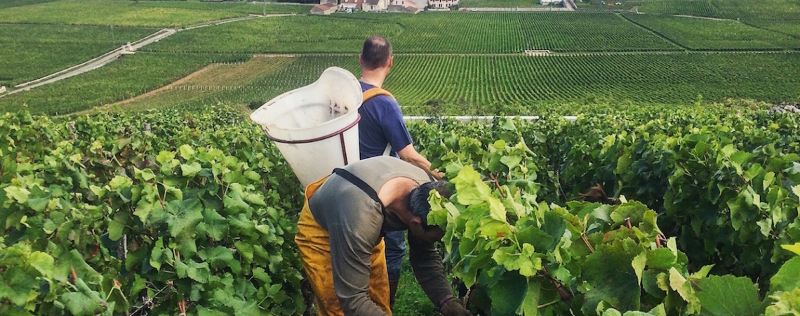 Weinlese in einem weitläufigen, grünen Weinberg mit Blick auf ein Dorf.