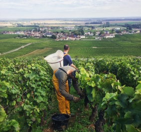 Weinlese in einem weitläufigen, grünen Weinberg mit Blick auf ein Dorf.