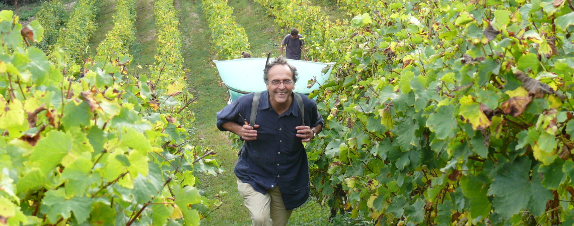 Person bei der Weinlese in einem grünen Weinberg.