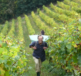 Person bei der Weinlese in einem grünen Weinberg.
