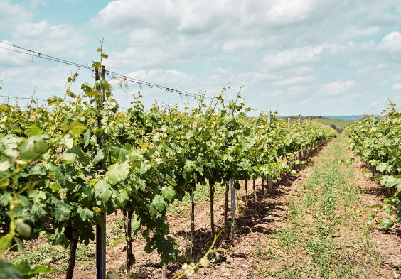 47 Prechtl 2024 Feichtinger