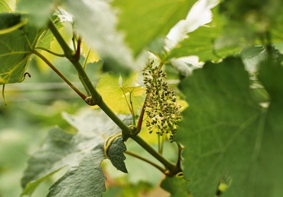 79 Prechtl 2024 Feichtinger