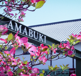 Blühender Baum mit rosa Blüten vor traditionellem Gebäude und Tor.