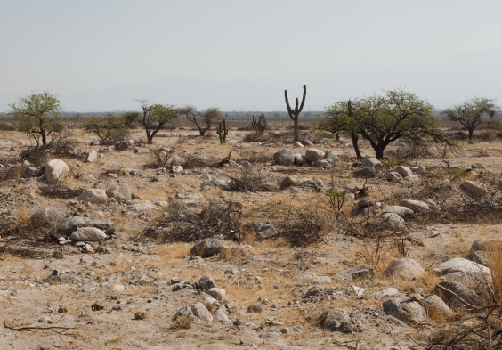 Amalaya Fotos Desierto