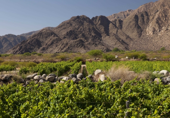 Amalaya Fotos La Brava 2