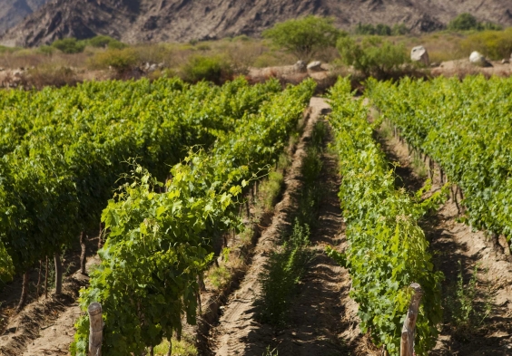 Amalaya Fotos La Brava