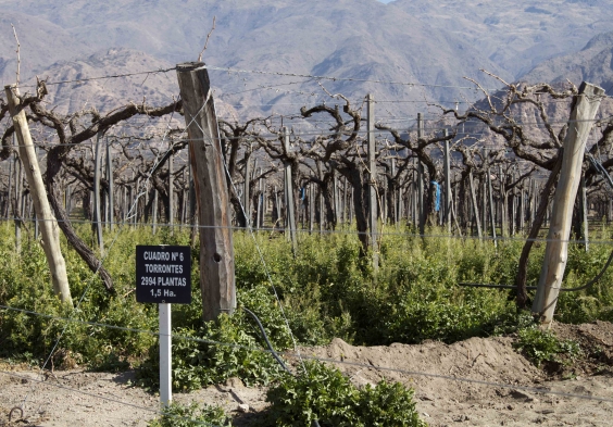 Amalaya Fotos Torrontes