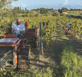 Mann auf Traktor, Weinernte in sonnigem Weinberg mit grünen Reben.