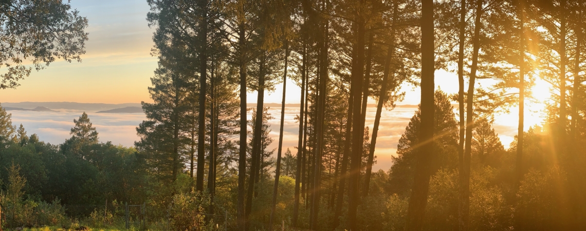 Sonnenaufgang durch einen dichten Wald mit sanftem Nebel im Hintergrund.