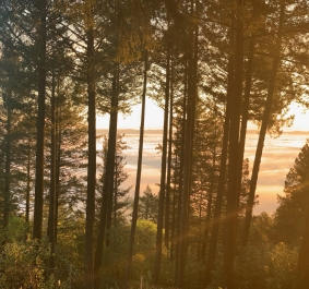 Sonnenaufgang durch einen dichten Wald mit sanftem Nebel im Hintergrund.