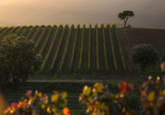 Antinori Le Mortelle 1