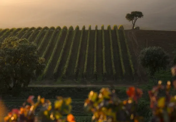 Antinori Le Mortelle 1