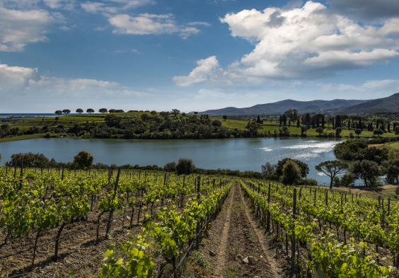 Antinori Le Mortelle 6