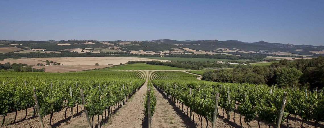 Grüne Weinberge mit sanften Hügeln und klarem Himmel im Hintergrund.