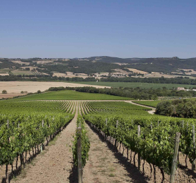 Grüne Weinberge mit sanften Hügeln und klarem Himmel im Hintergrund.