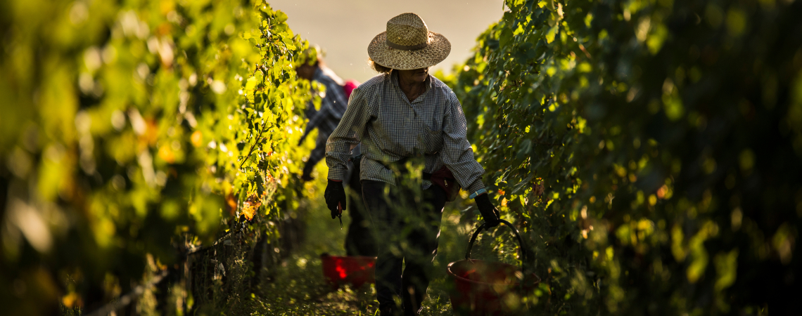 Ein Landarbeiter mit Strohhut erntet Trauben in einem Weinberg.