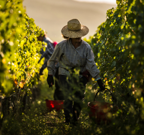 Ein Landarbeiter mit Strohhut erntet Trauben in einem Weinberg.
