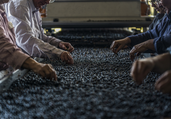 Antinori Tenuta Guado al Tasso 4