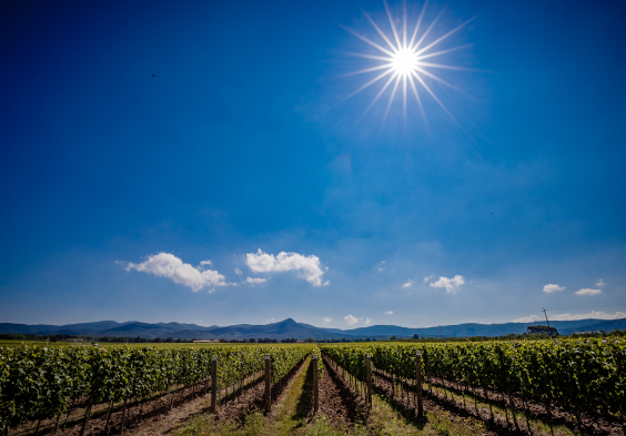 Antinori Tenuta Guado al Tasso 5