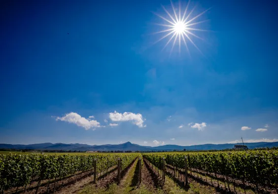 Antinori Tenuta Guado al Tasso 5