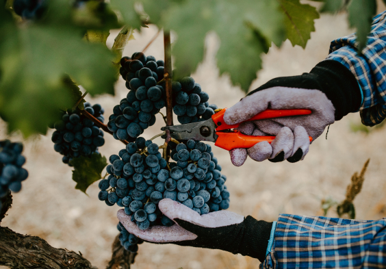 Antinori Tormaresca 2