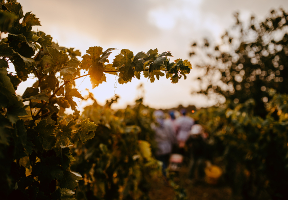 Antinori Tormaresca 3