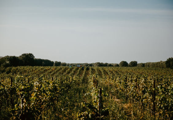 Antinori Tormaresca 5