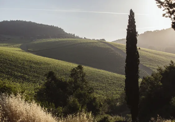Antinori tenuta tignanello 2