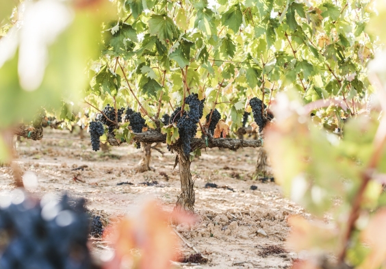 Aster low 010.jpg.2000x0 q85 crop