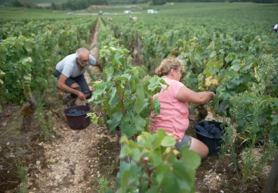 Barolet (11)