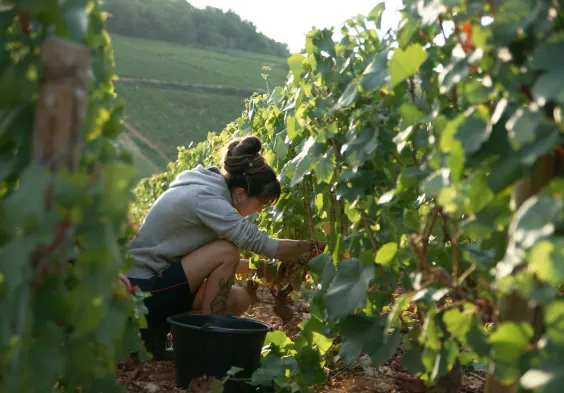 Barolet (2)