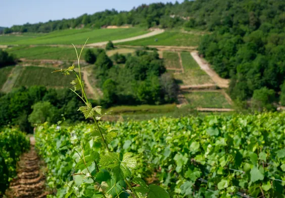 Barolet (21)
