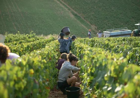 Barolet (3)