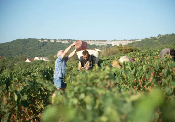 Barolet (5)