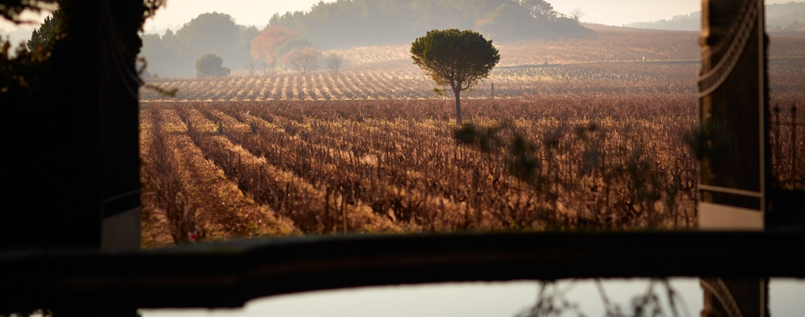 Weinberge mit einsamem Baum im Vordergrund, sanfter Horizont im Hintergrund.