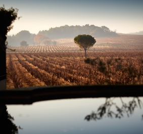 Weinberge mit einsamem Baum im Vordergrund, sanfter Horizont im Hintergrund.