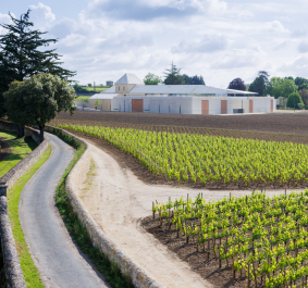 Weinberg mit modernen Gebäuden und einer kurvigen Straße unter bewölktem Himmel.