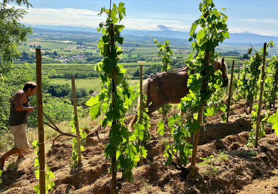 Belle Travail au cheval