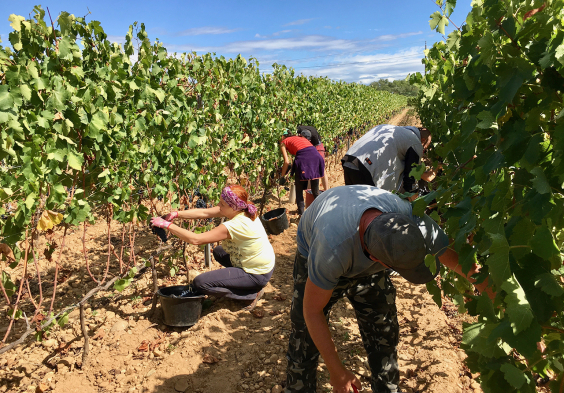 Belle Vendanges a la main