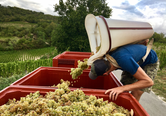 Belle Vendanges des Marsannes