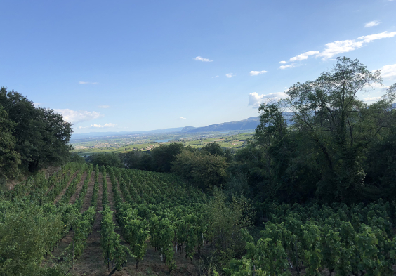 Belle Vignoble Roche Pierre 324