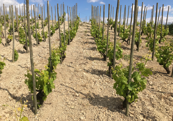 Belle Vignoble du chateau le Kaolin