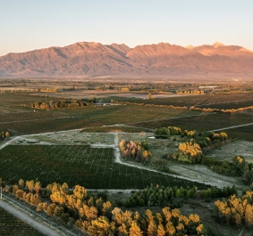 Weinberge im Abendlicht mit Berglandschaft im Hintergrund.