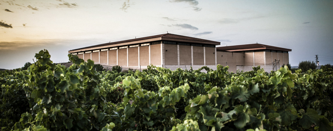 Großes Gebäude hinter üppigen Weinreben bei Sonnenuntergang.