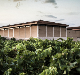 Großes Gebäude hinter üppigen Weinreben bei Sonnenuntergang.