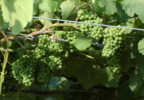 Bodegas Castro Martin Berries