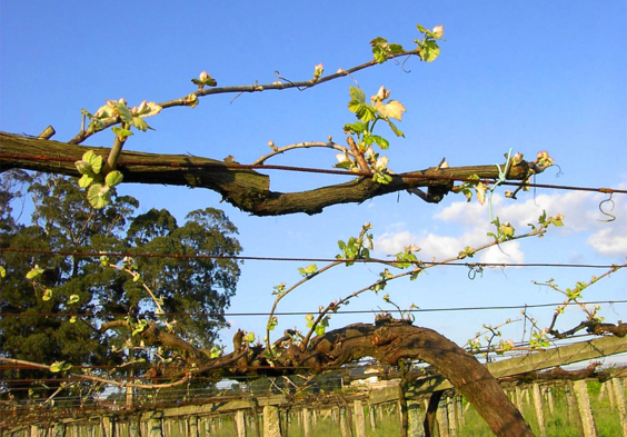 Bodegas Castro Martin Bud break 2